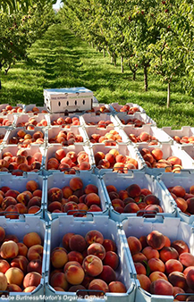 Peaches, Organic – Elmwood Stock Farm