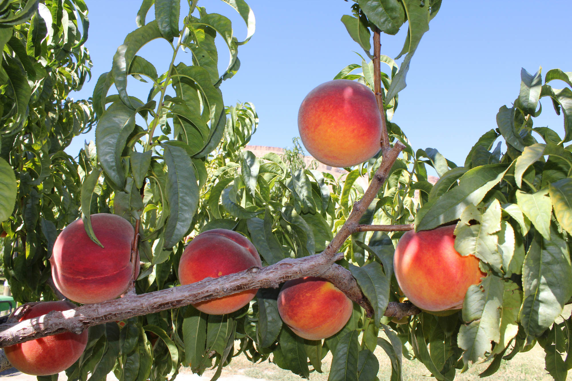 Peaches Ready to Harvest