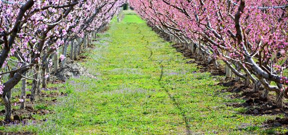 Peach trees blooming