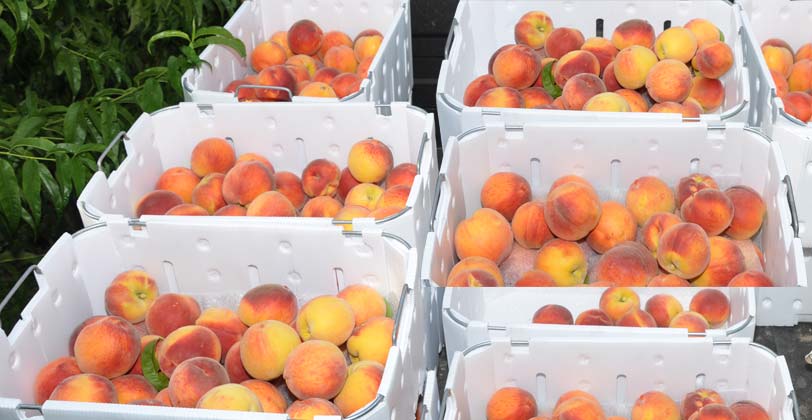 Colorado organic peach harvest 