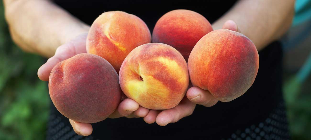 Organic Peaches Palisades Colorado 